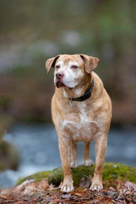 Dog photos in Holden MA. Pet minis.