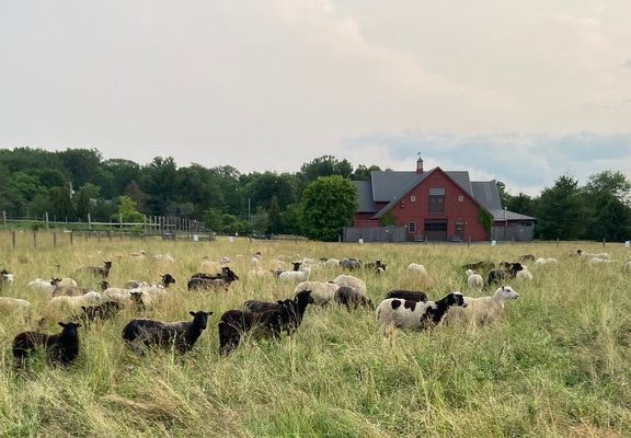 Shetland Sheep grazing at WCFP