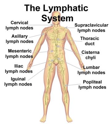 Lympthatic Drainage Massage is another modality I offer. It is a great way to flush and pump toxins and debris through the Lymphatic system.