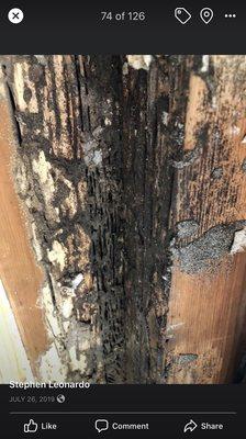 Termite damage