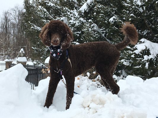 Another beautiful cut from Sydel at the Pampered Pooch, Washingtonville!