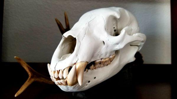 I just got my black bear skull back from Mike and it looks great...clean, professional, and the teeth are solid. Cant wait to get my rug!