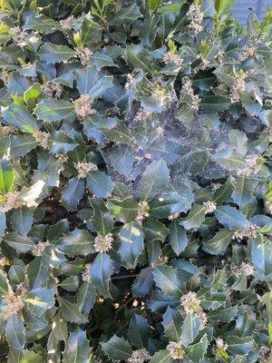 Big webbing outside of your window which makes bugs come inside. Old management used to spray pesticides