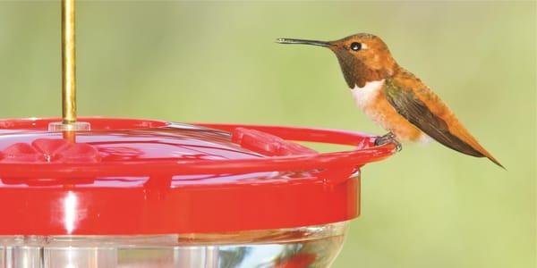 The birds' favorite feeders, seed, and suet.