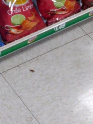 German cockroach taste testing the chips and hot dogs before you buy. I pointed it out to the cashier and he didnt care.