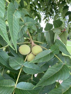 Black walnut tree