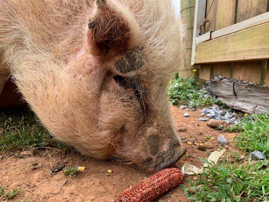 Pot bellied pig