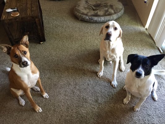 Duke, Konnor and Chance (all of them got extremely sick and needed attention after staying at Camano Canine Resort)