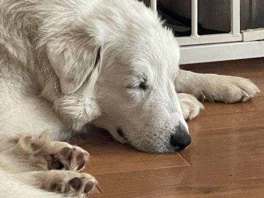 Annie - Great Pyrenees mix available for adoption.