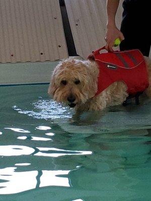 Heading into the pool on his first visit