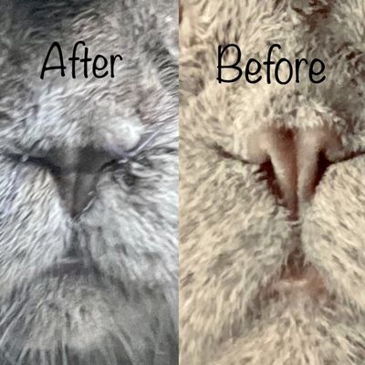 Stenotic nares surgery on Scottish Fold cat