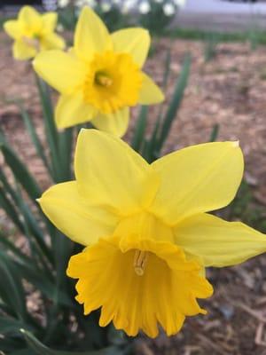 DaffodiLs in BLoom (3.11.16)