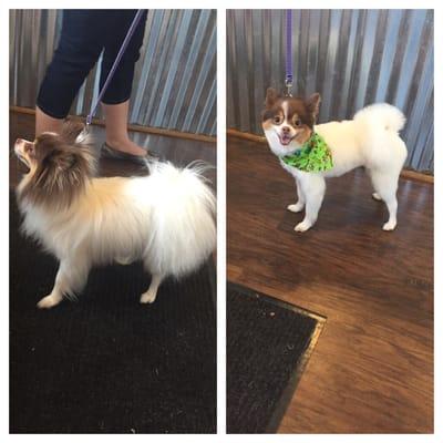 Before and after of Jenny's grooming on Murphy! :)