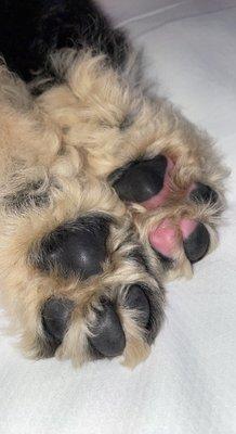 Newfypoo paw