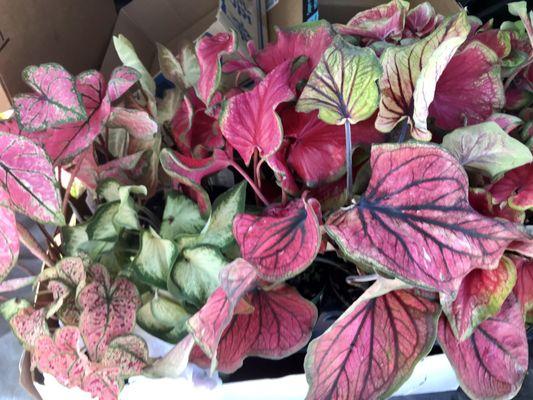 My flat of caladiums.