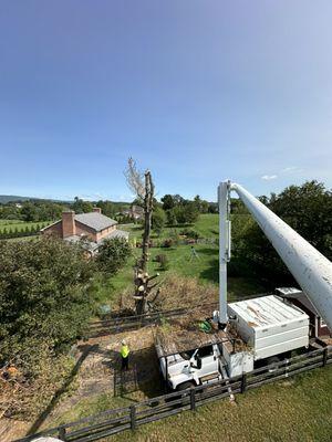 Dead pine tree removal