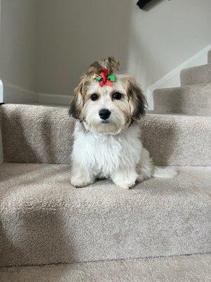 My baby and her first puppy cut!