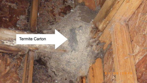 A Formosan Termite nest(carton) in a prefab fireplace