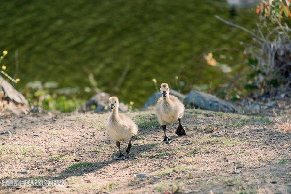 Vasona Lake County Park | Los Gatos