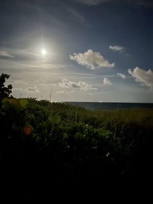 Full moon with dune grass