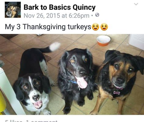 Bark to Basics Quincy