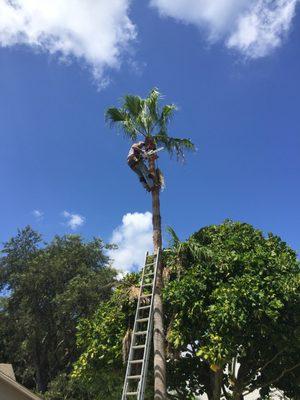 Melbourne Tree Services go high and tall to get the job done.