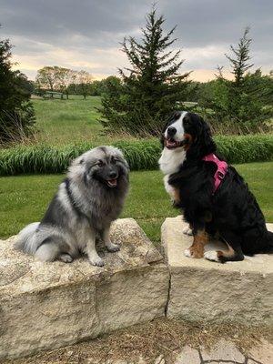 Keeshond and Bernese mountain dog