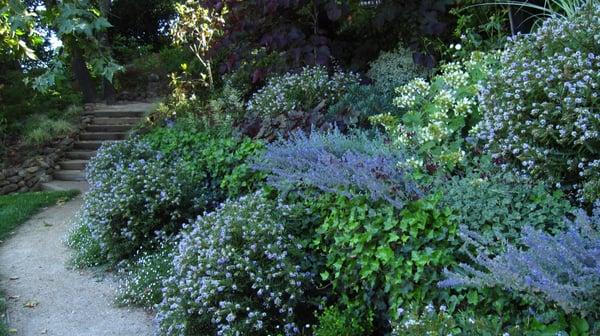 lush plantings don't have to use a lot of water, if planted in amended soil and installed with efficient drip irrigation