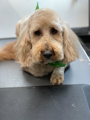 Goldendoodle - Charlie