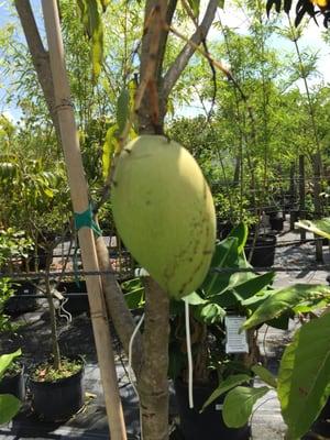 Huge mango on another tree!