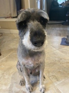 this is Troy after Stadium grooming worst schnauzer cut ever