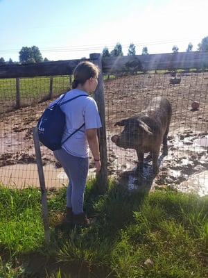 My daughter saying "hello" to the friendly pig, Fred