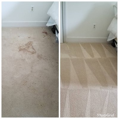 Carpet cleaning, coffee stain removal