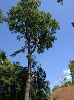 Tree Services in Garland, TX