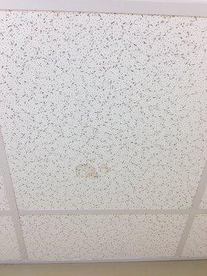 One of the stains on the ceiling