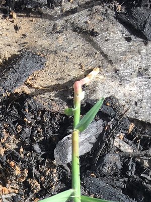 Old bed plants growing through the fabric within weeks.