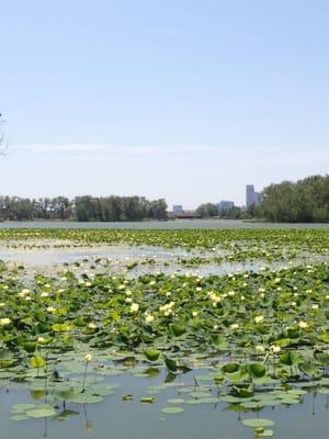 Lilly pads on the lake, looking towards downtown