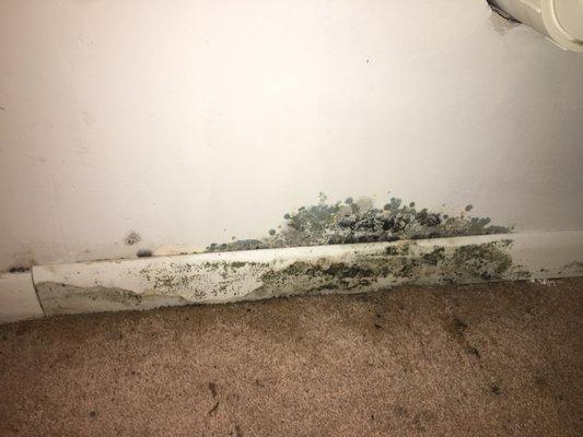 mold found in our apartment, old town did a walk through our apartment and "didnt see any mold"