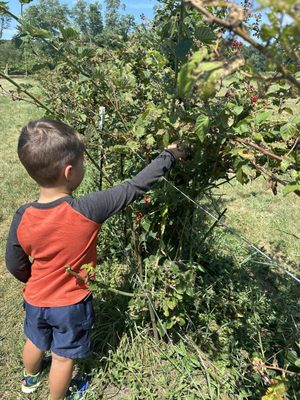 Picking blackberries