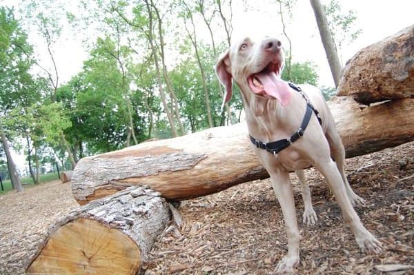 Wrigley at our dog park, Bo's Run