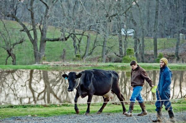 On the farm