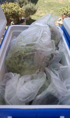 Lettuce of different varieties found in the coolers.  In other coolers you can find herbs, kale and eggs.