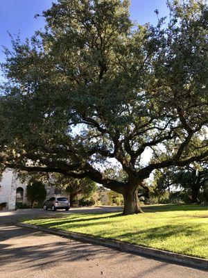 Tree outside building 2