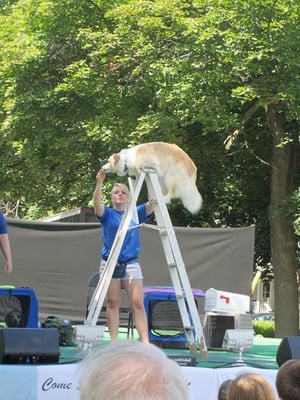 Happy Dog at the top