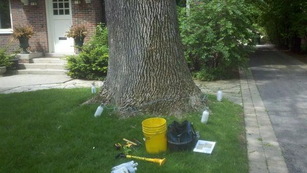 Emerald Ash Borer treatment being applied to a 50" Green Ash tree.