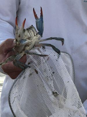 Blue crab. She was fast and fiesty