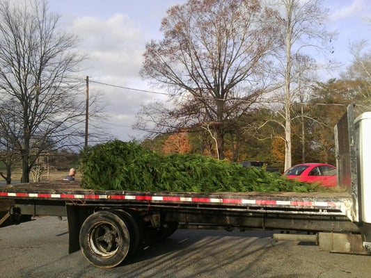 Donated a 16 ft. Murray Cypress Christmas Tree, to a Sharpsburg church (2013). 
























