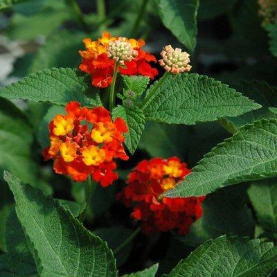 Dallas red lantana