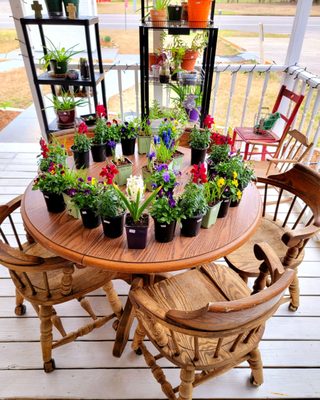 Potted plants Chisholm Country Store