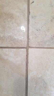 Tile and Grout Cleaning Carpet Cleaning San Diego